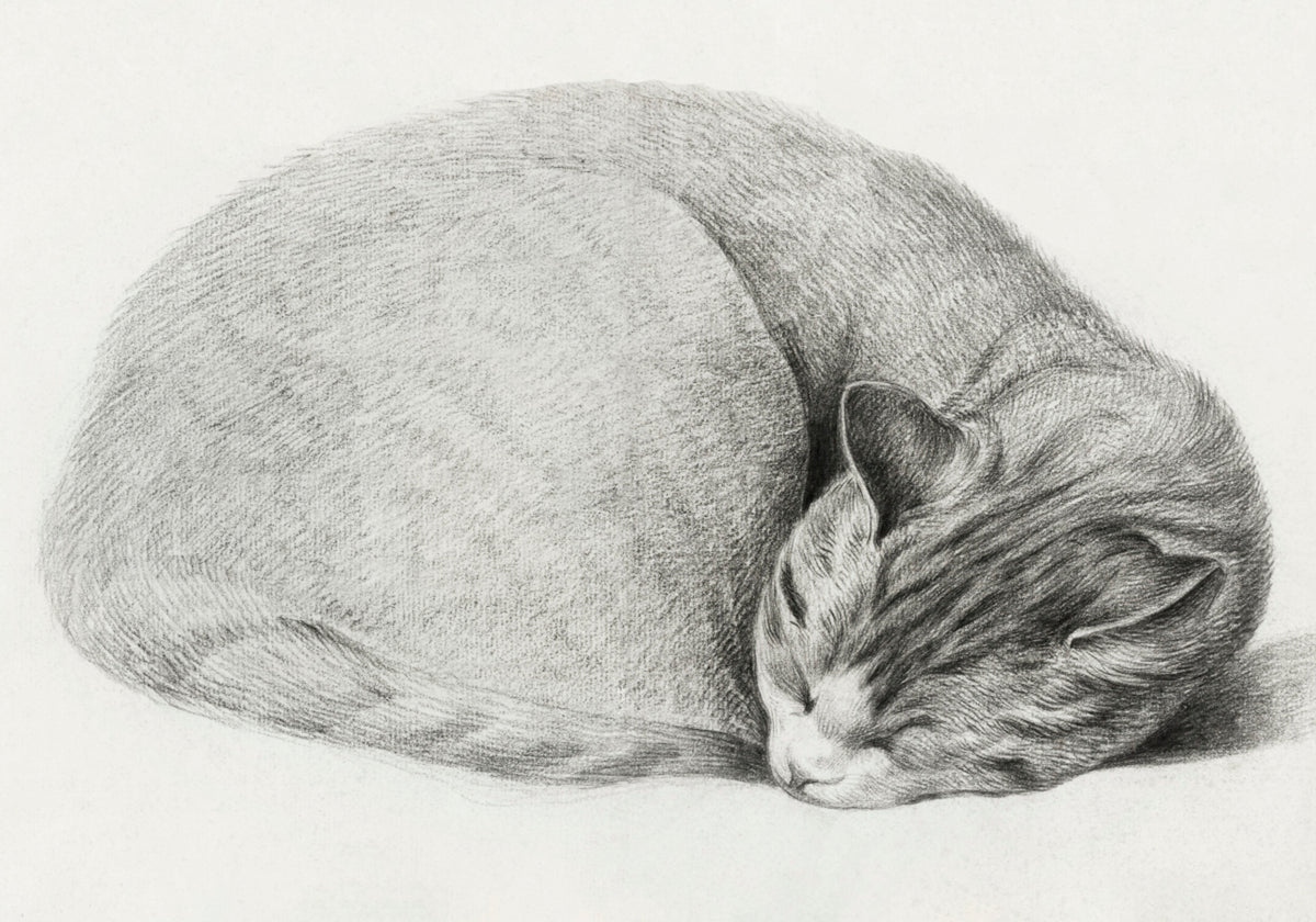Opgerold liggend, slapende kat door Jean Bernard (1775 1883)