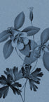 Blue Columbine Botanical Study - Posterbox