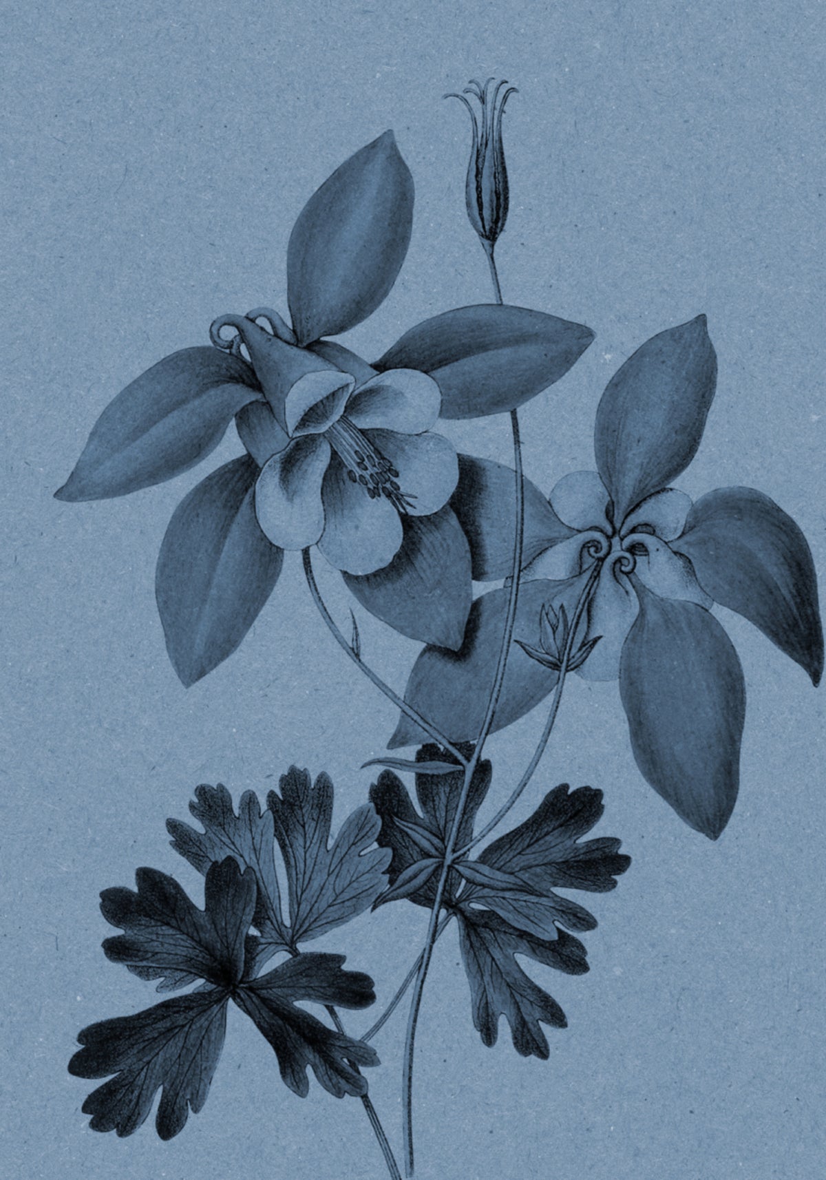 Blue Columbine Botanical Study - Posterbox