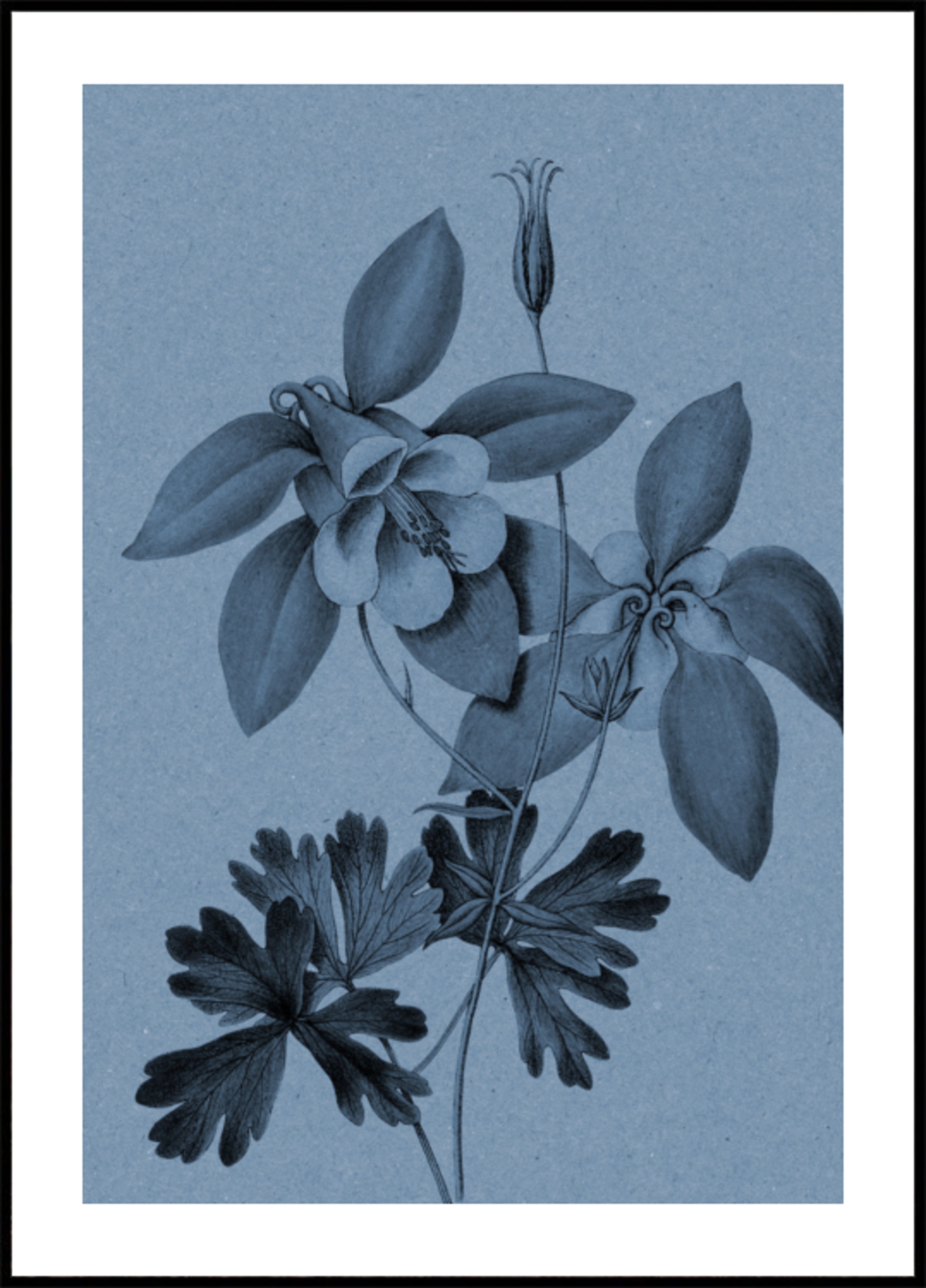 Botanische studie Blue Columbine