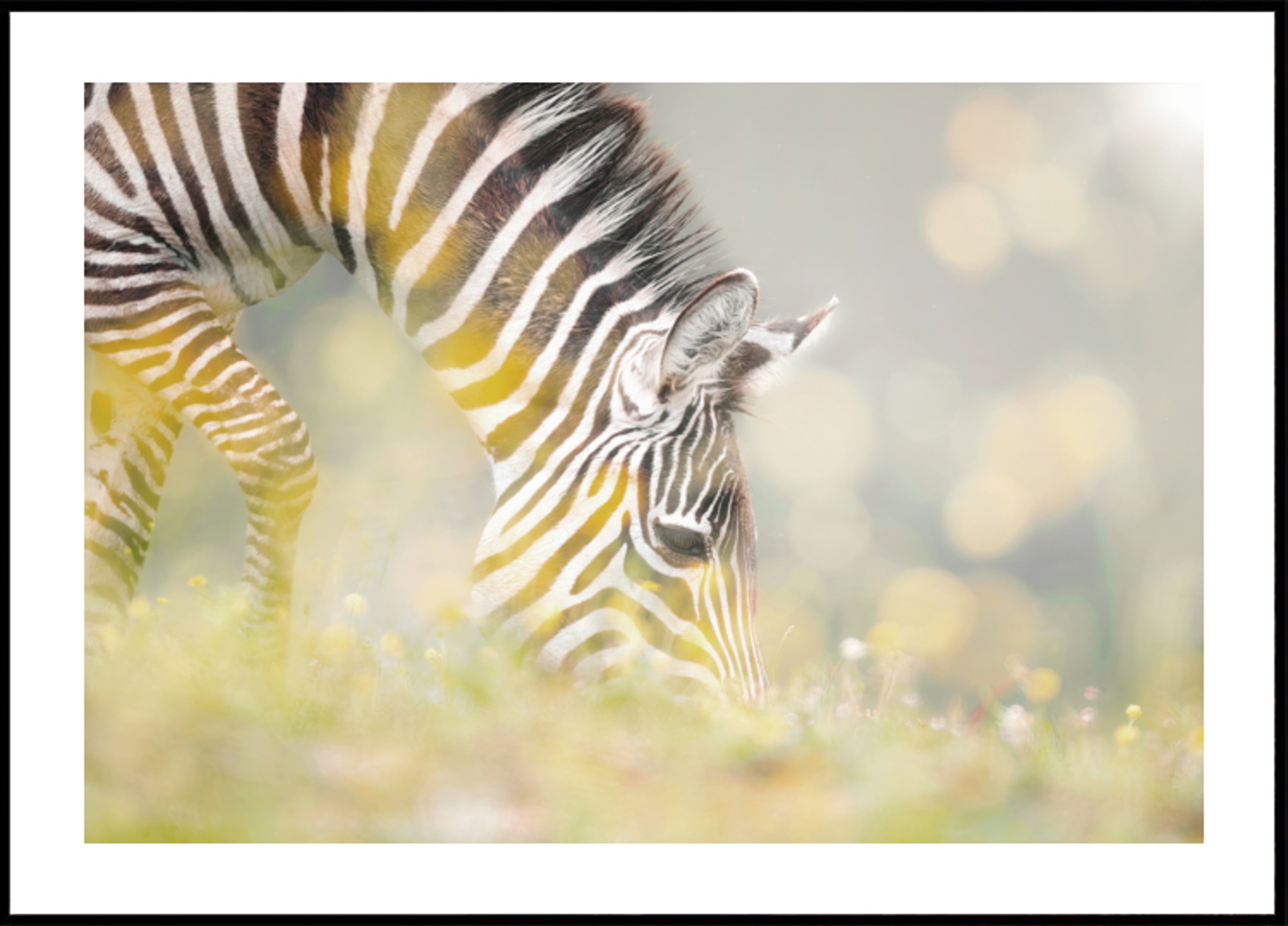 Vreedzaam Zebraveulen