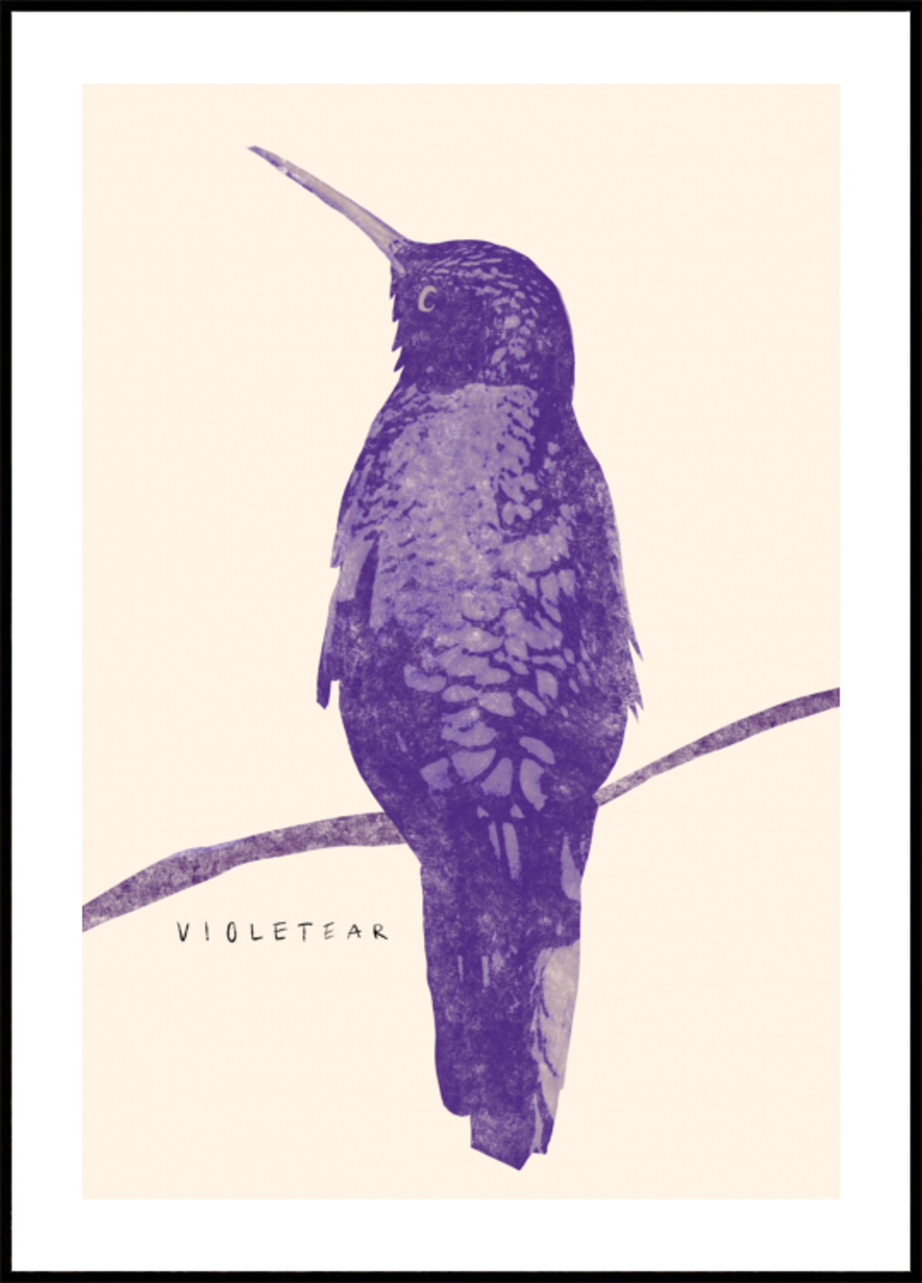 Elegante Violette Kolibrie