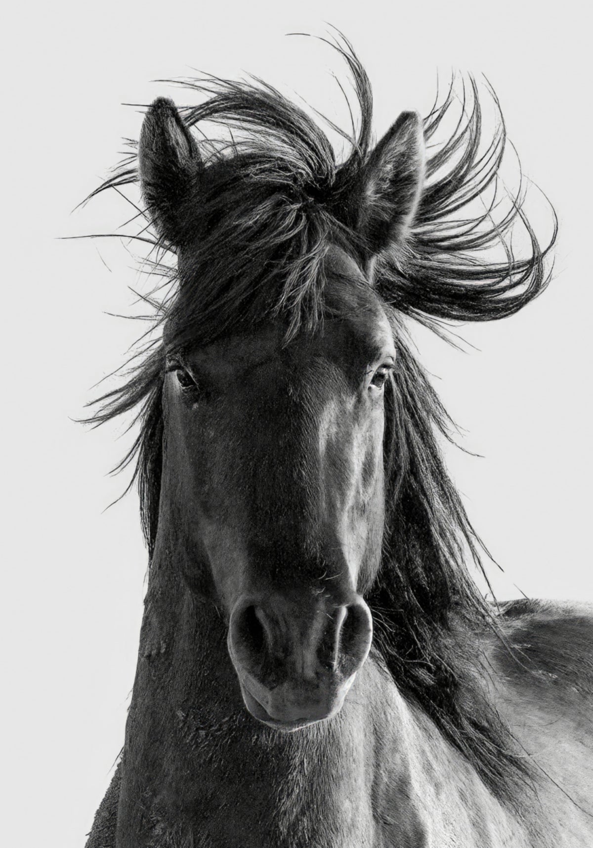 Portret van een wild paard