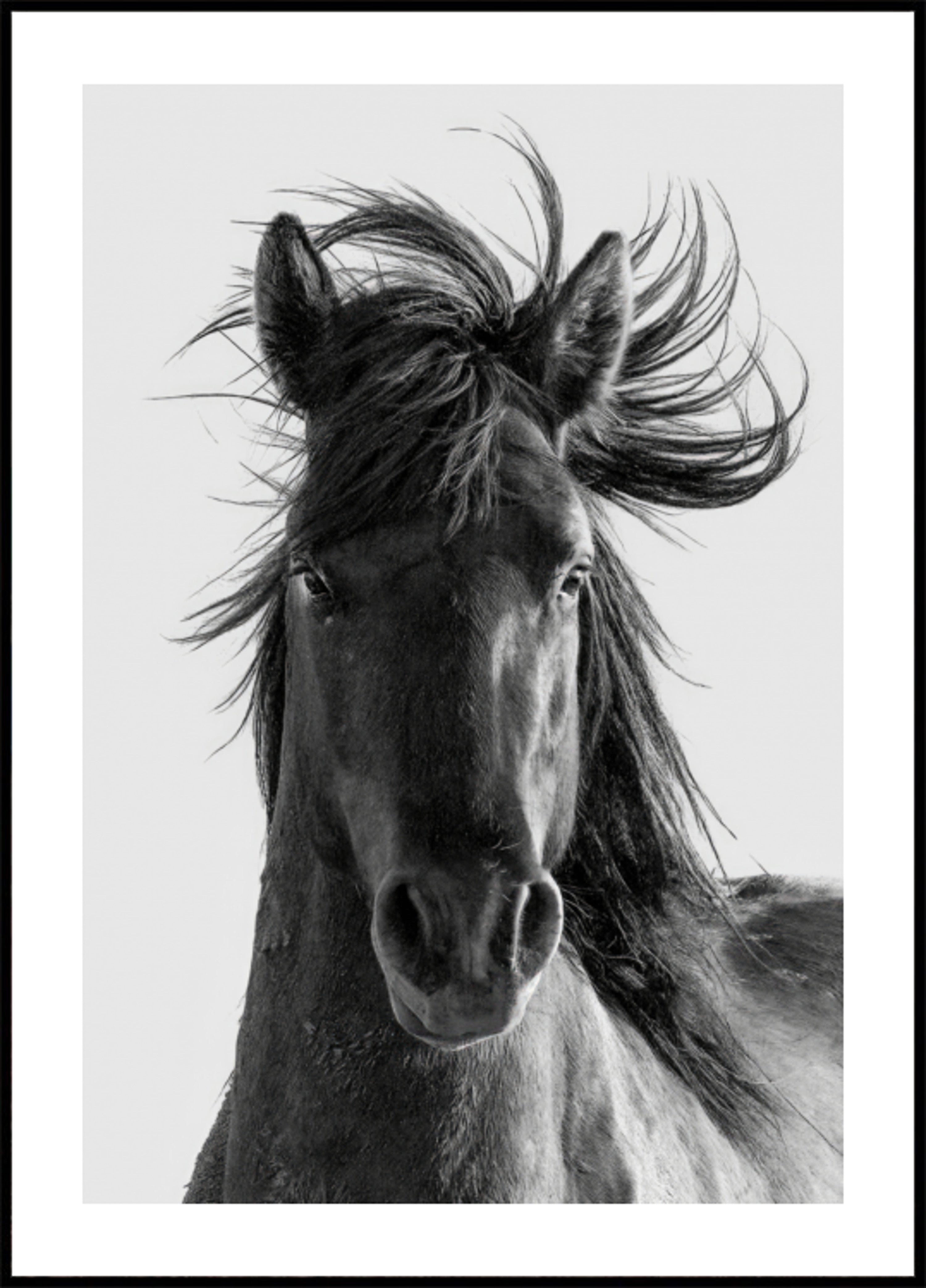 Portret van een wild paard