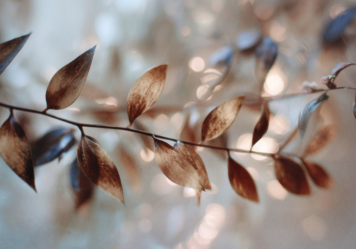 Fijne Bokeh-bladeren