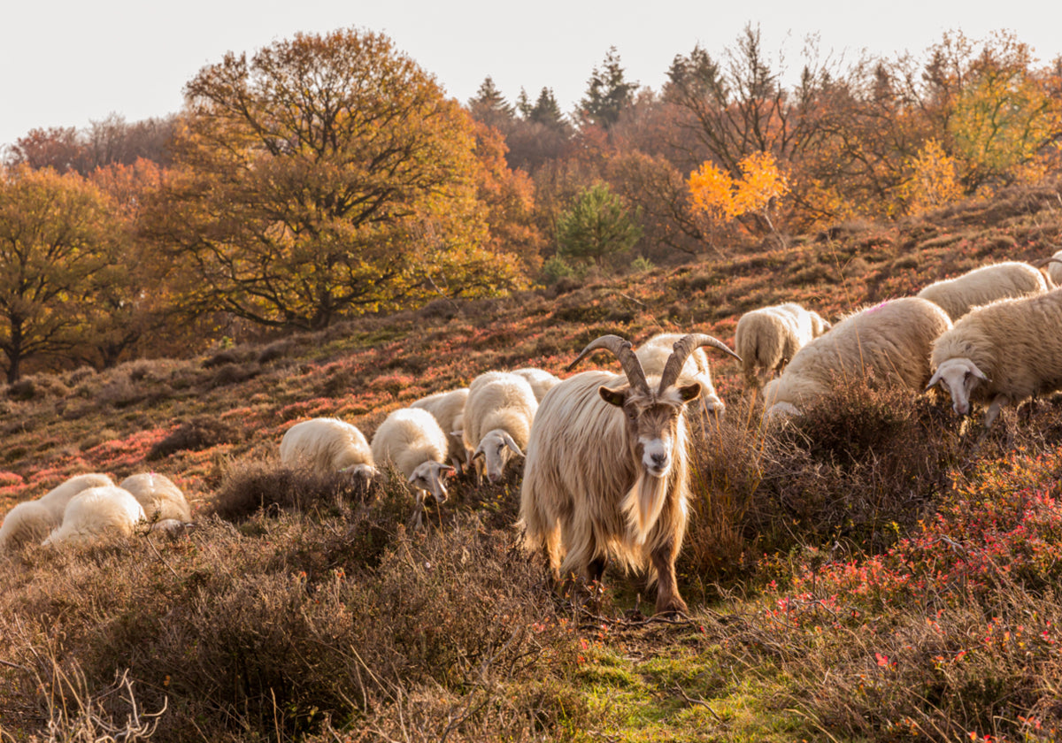 Herfstgeit en schaap
