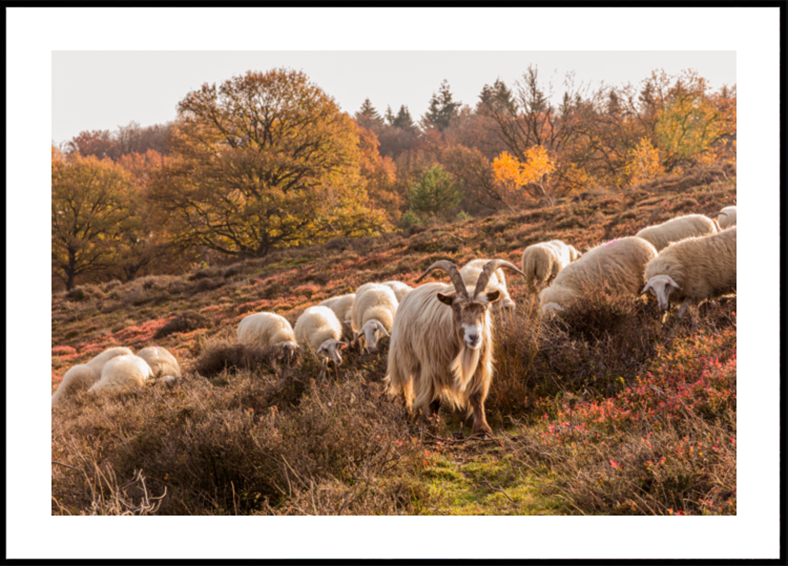Herfstgeit en schaap