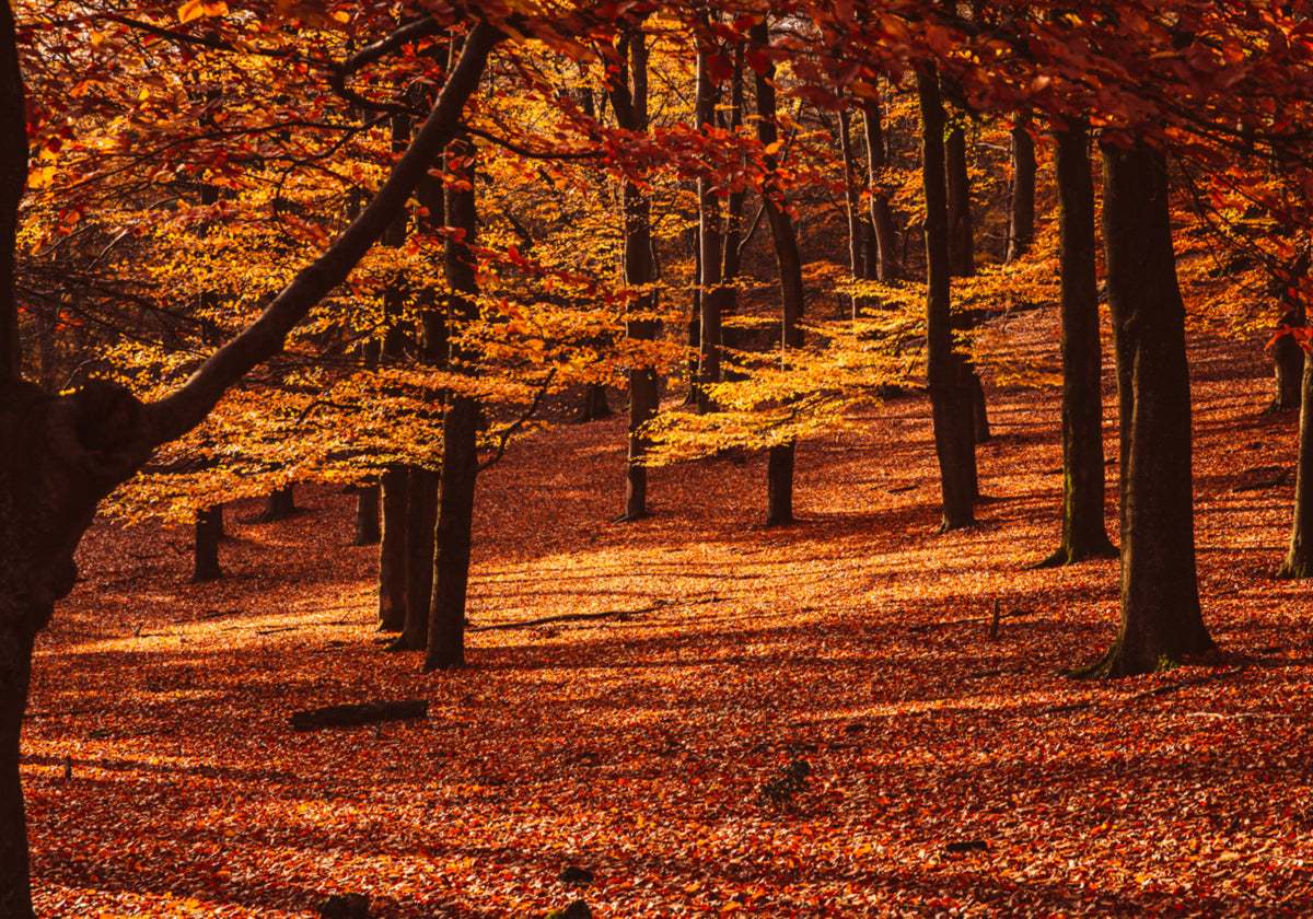 Gouden herfstbos