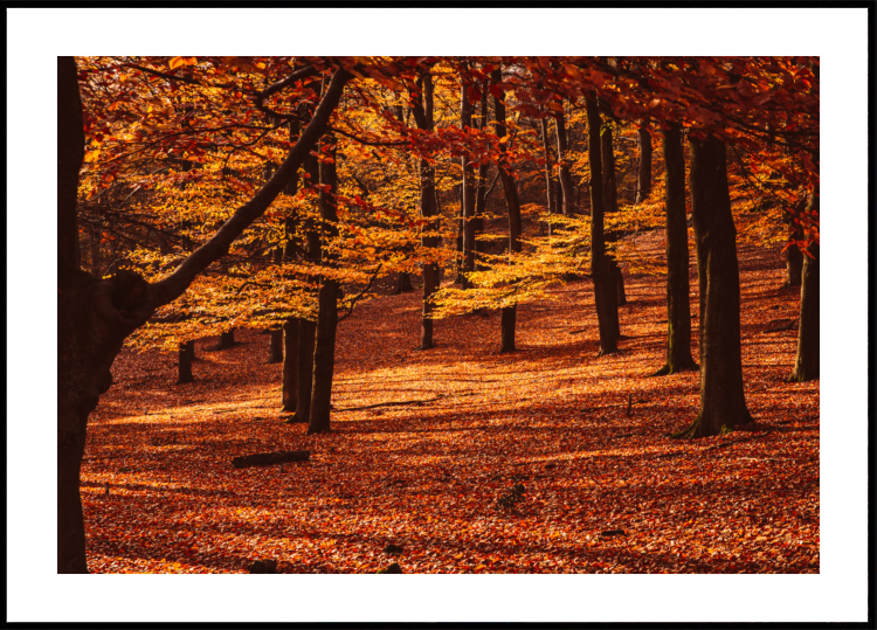Gouden herfstbos