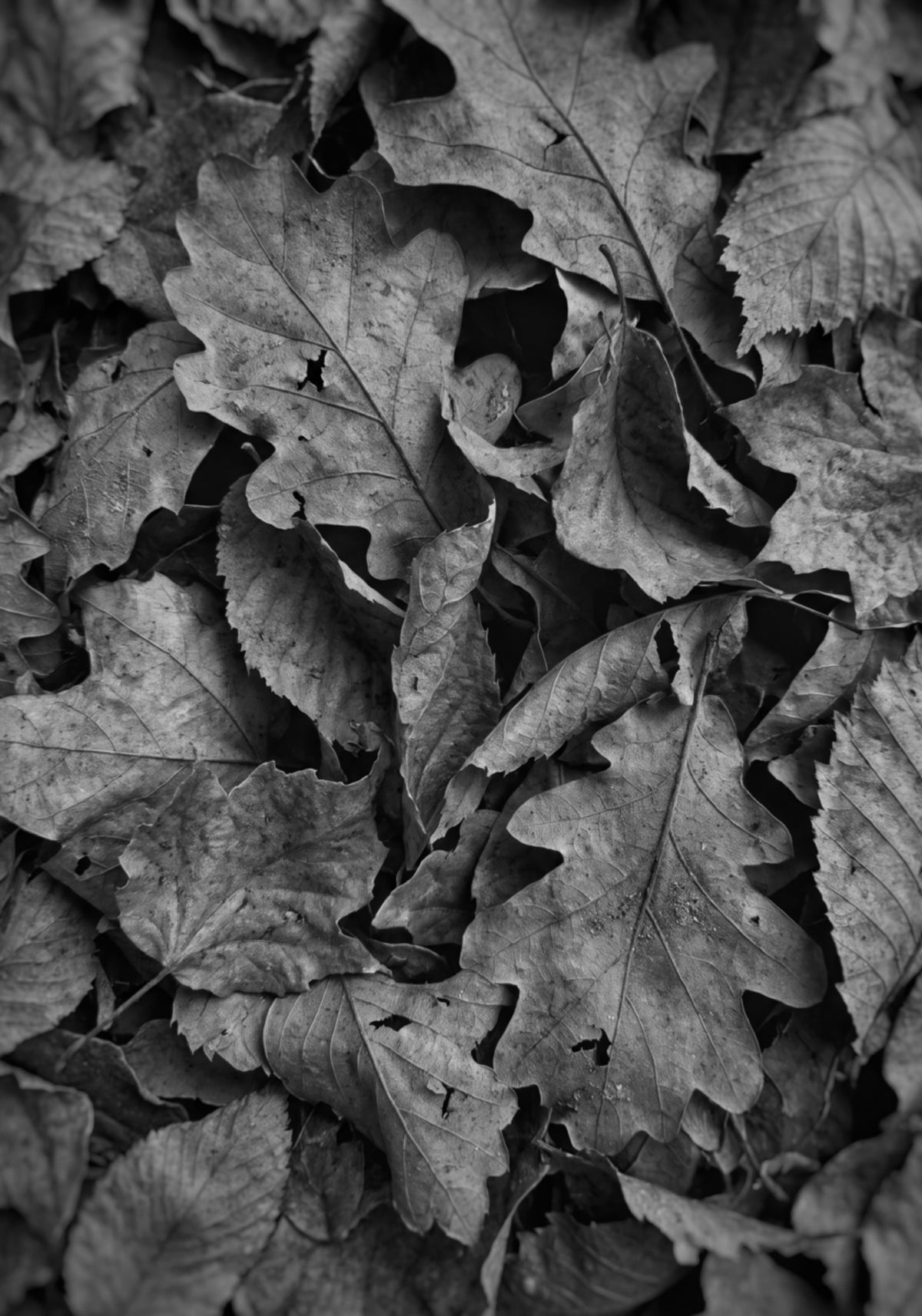 Monochroom herfstgebladerte
