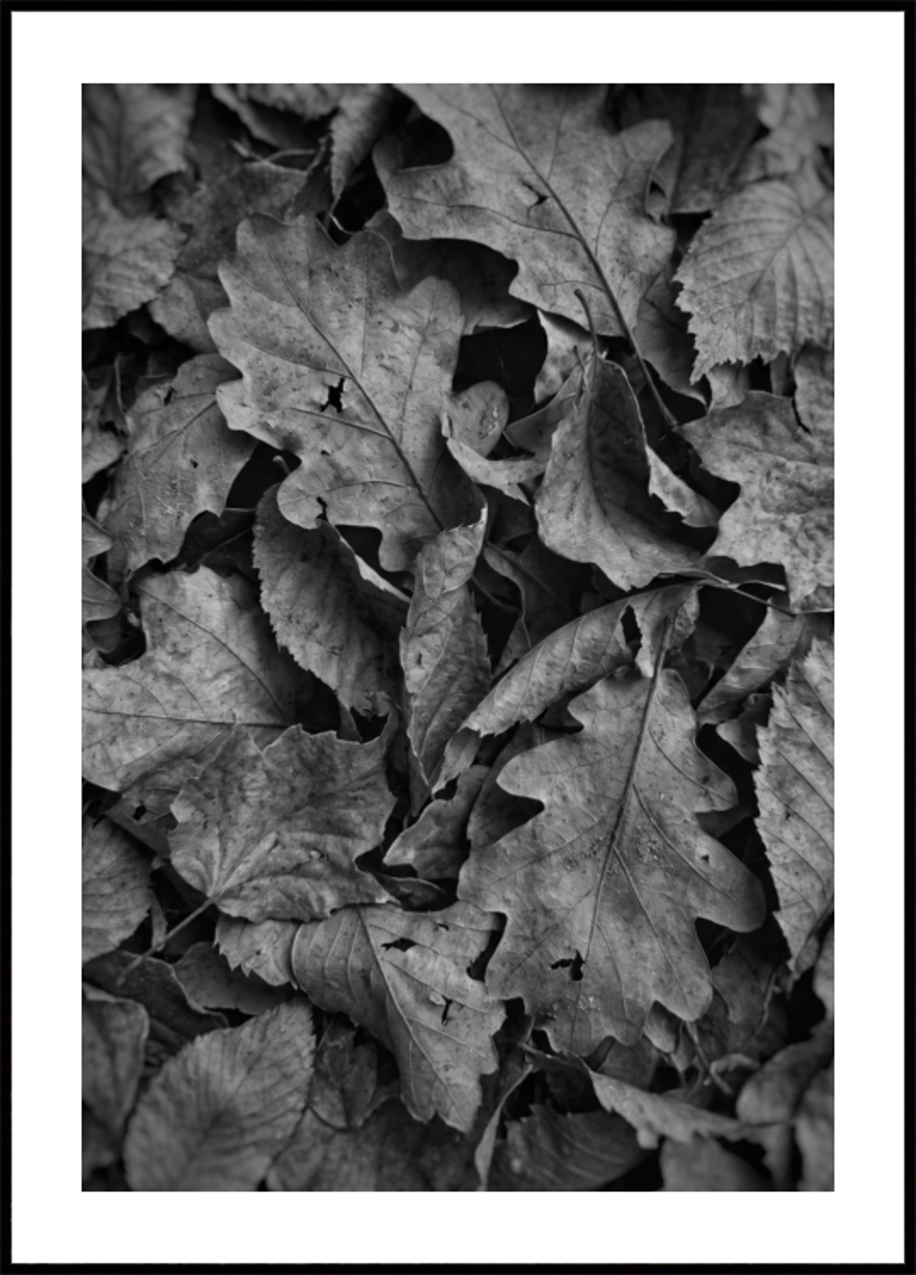 Monochroom herfstgebladerte