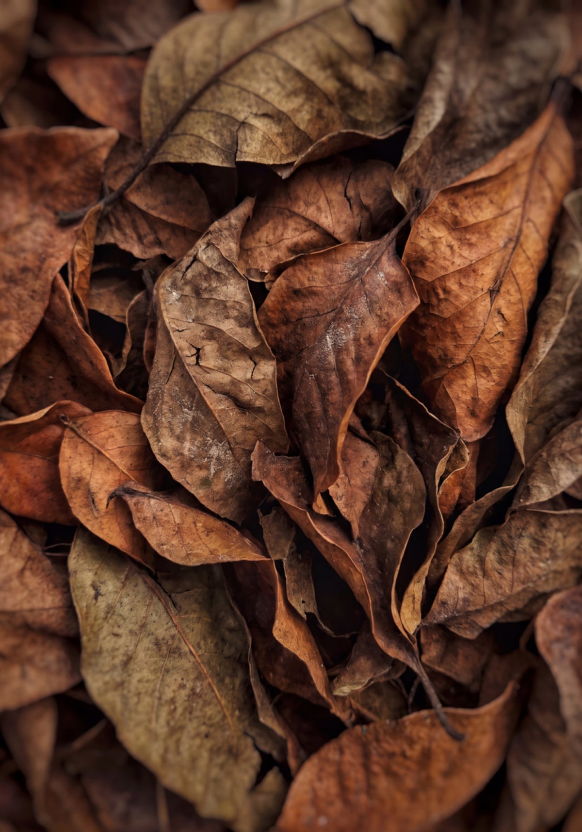 Getextureerde herfstbladeren