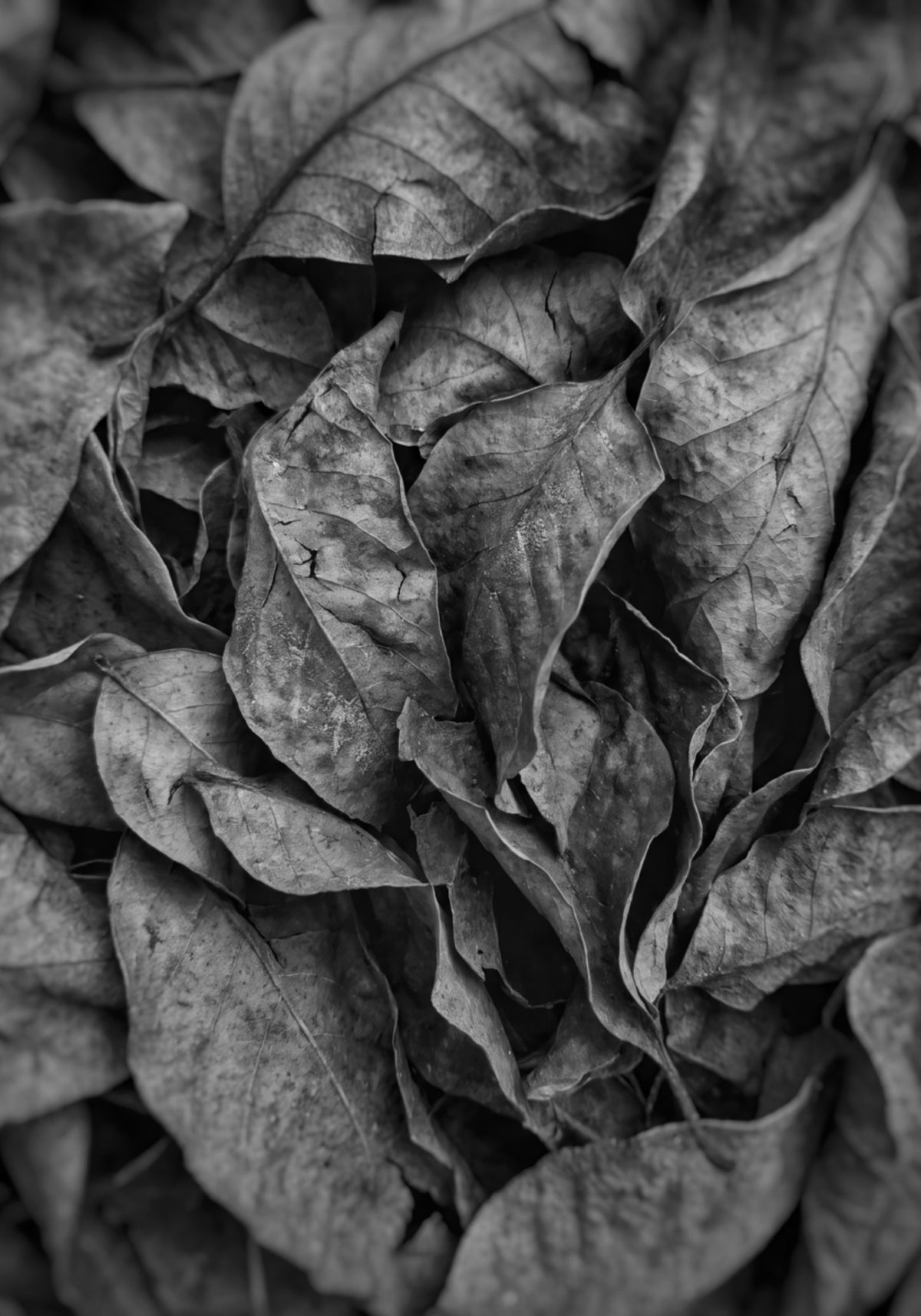Monochroom bladtextuur