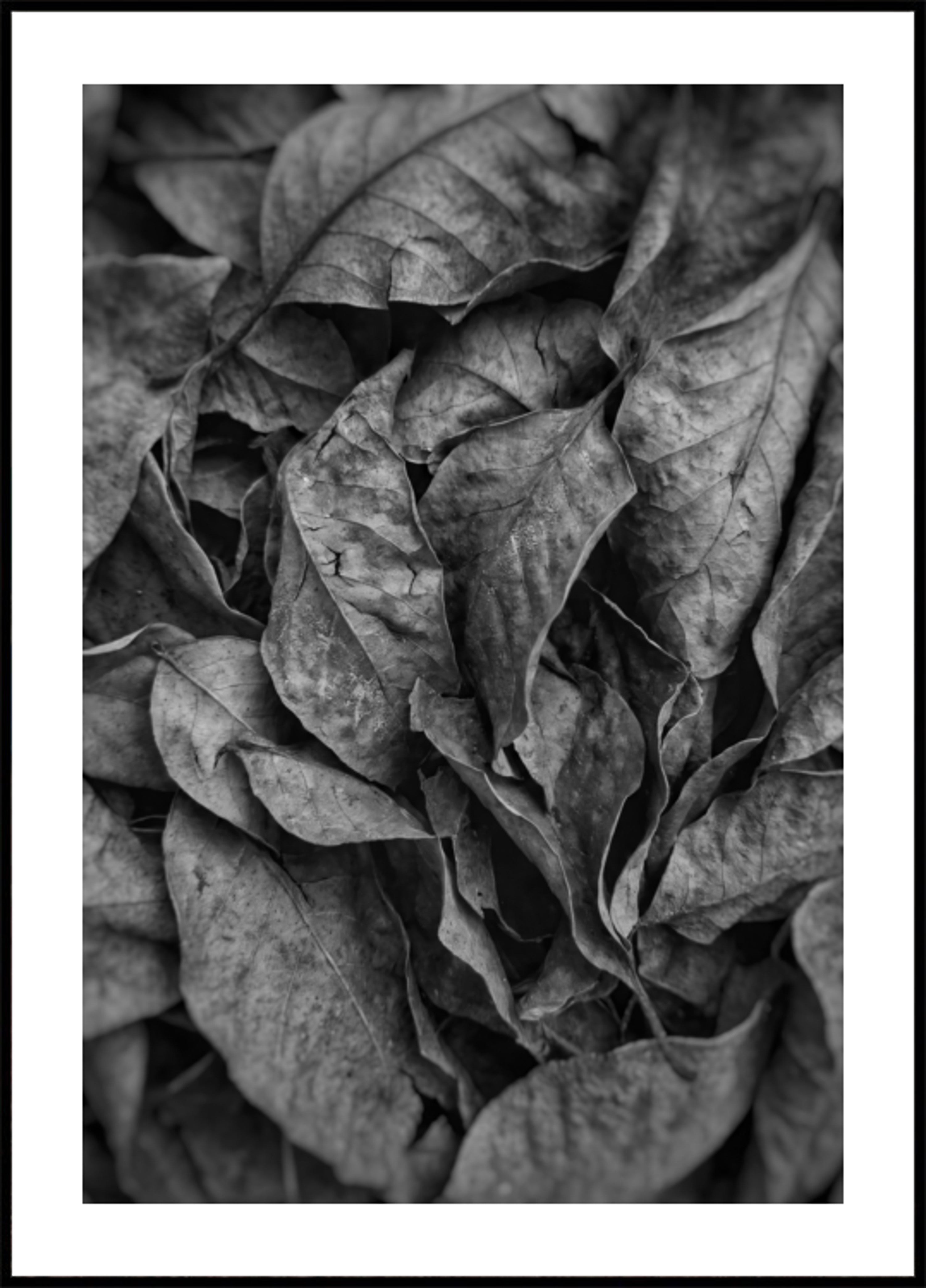 Monochroom bladtextuur