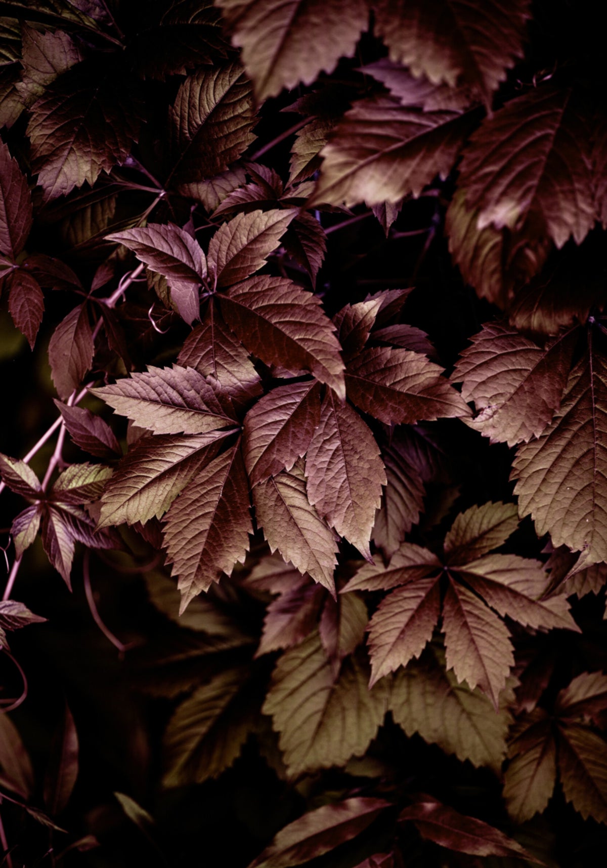 Herfstbladeren 13