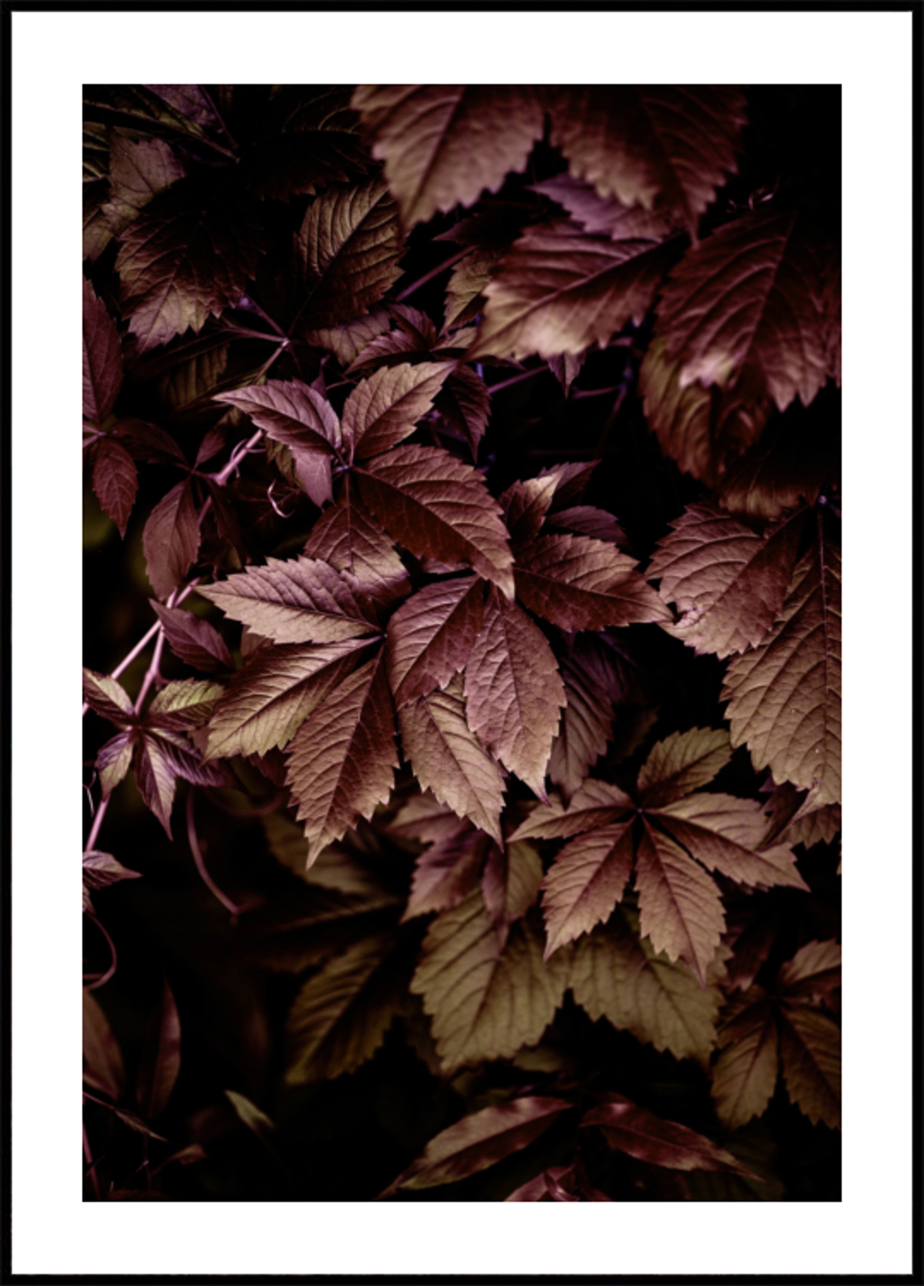 Herfstbladeren 13