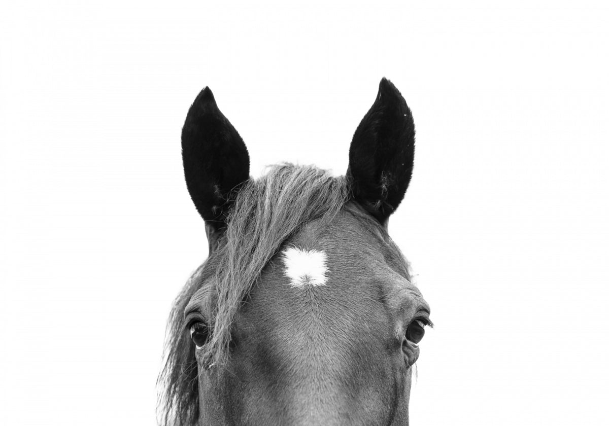 Glurend paard