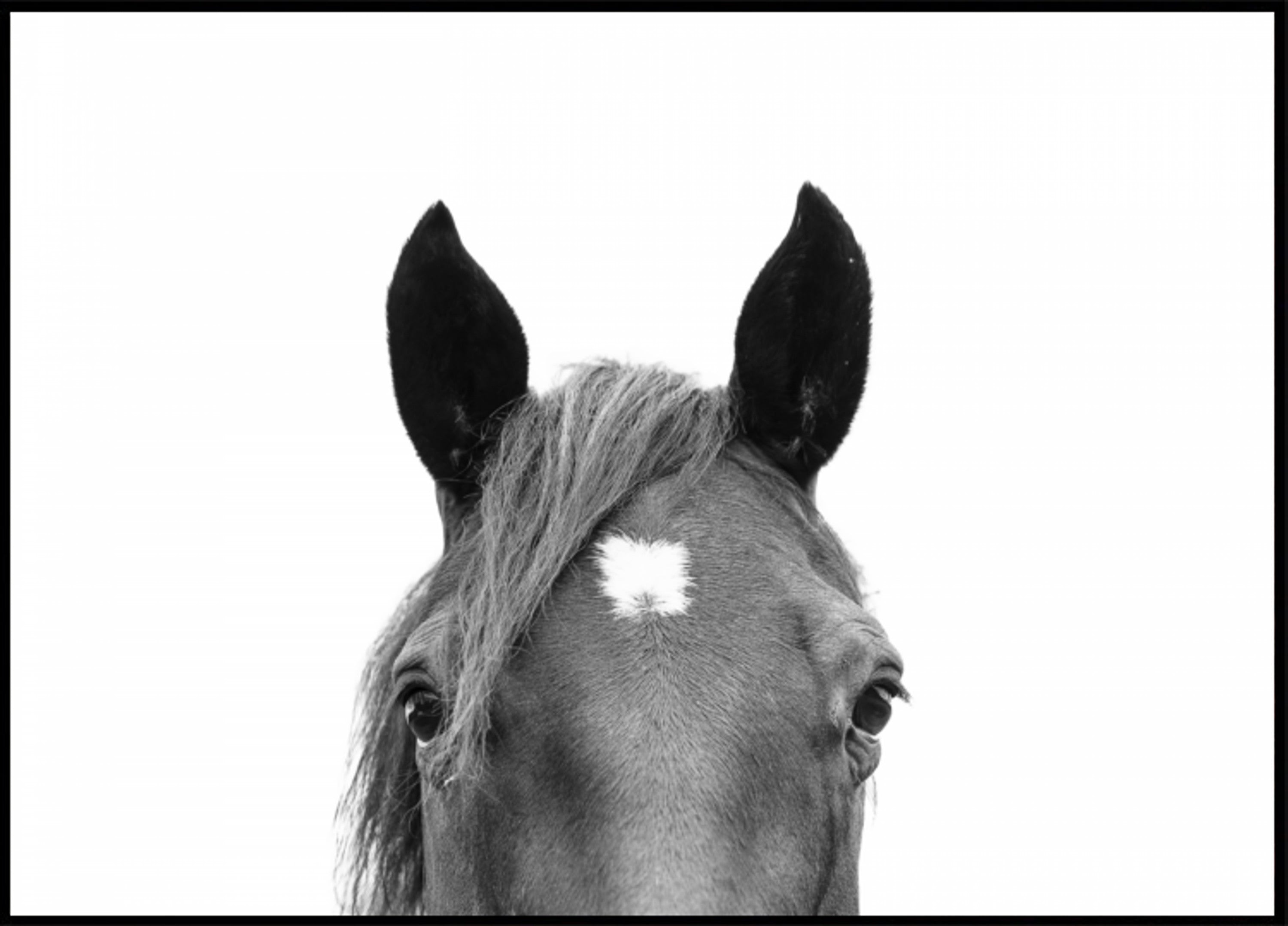 Glurend paard