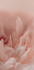 Blossoming No. 2 (NEW) - Posterbox