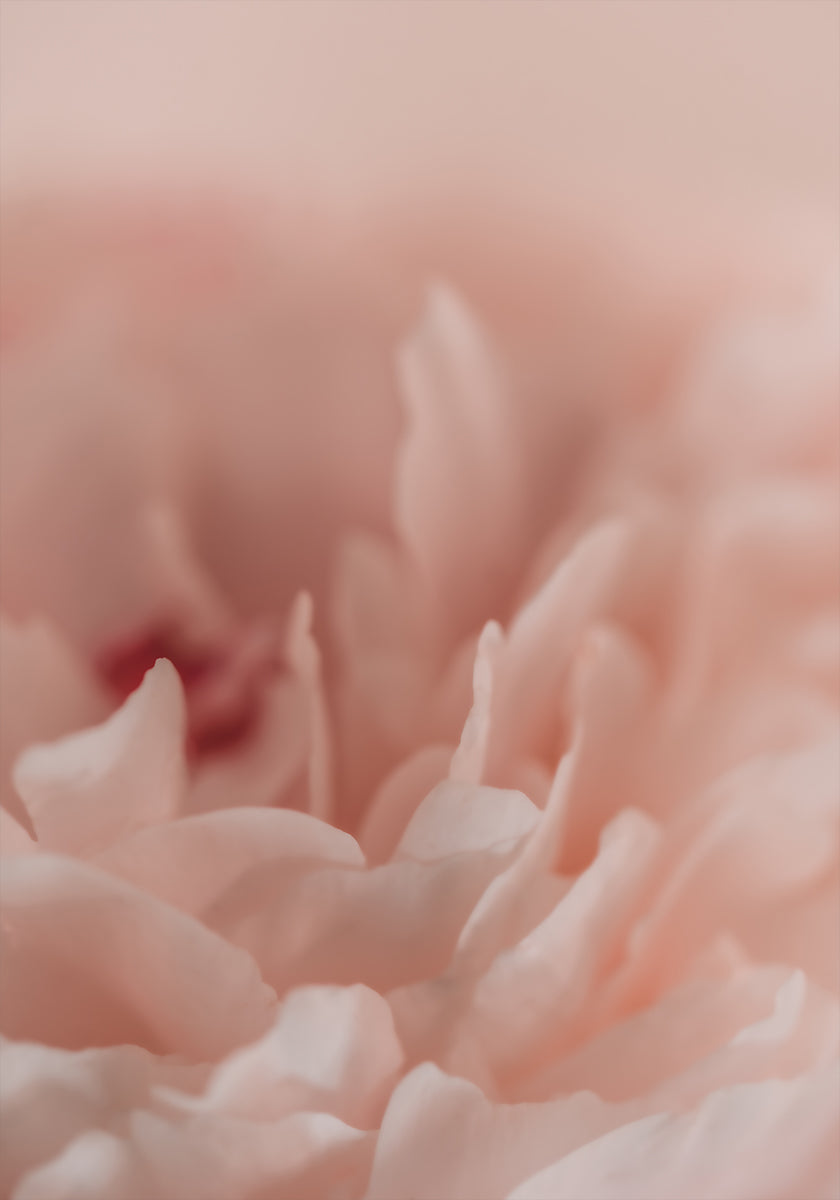 Blossoming No. 2 (NEW) - Posterbox