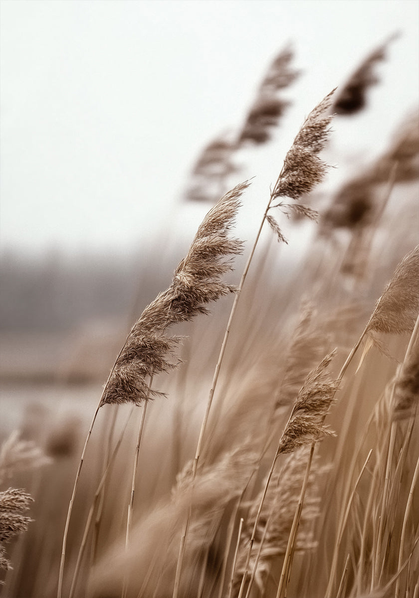 Golden Grass in Warm Breeze Plakat - Posterbox