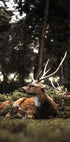 Deer In The Forest Plakat - Posterbox.dk