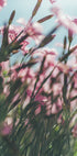 Een close-up van een veld met levendige roze bloemen, waarbij de delicate bloemblaadjes en stengels een gevoel van diepte en beweging creëren.