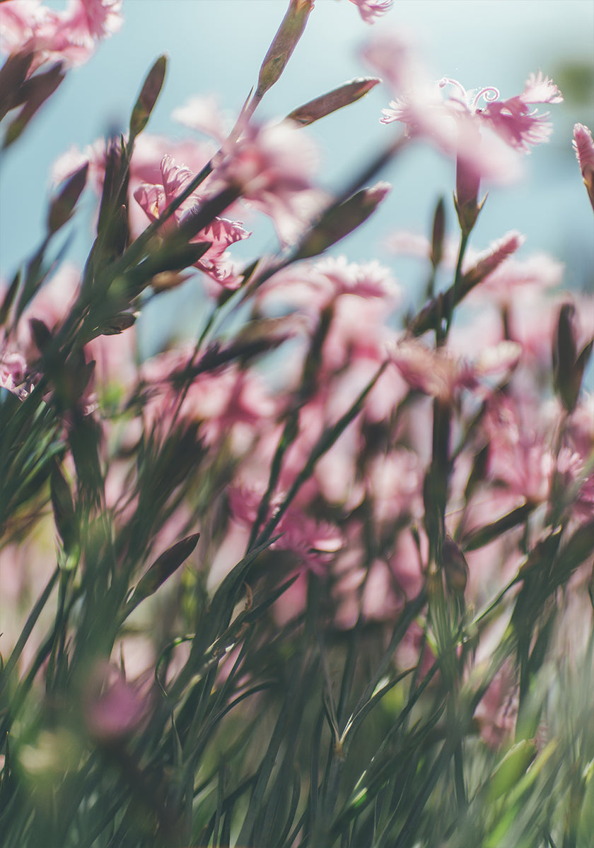 Een close-up van een veld met levendige roze bloemen, waarbij de delicate bloemblaadjes en stengels een gevoel van diepte en beweging creëren.