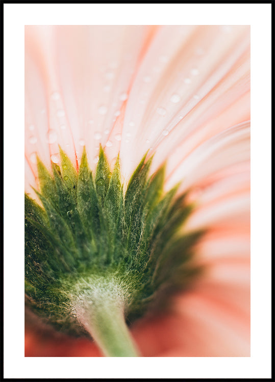 Een close-up van een delicaat roze bloemblaadje, met waterdruppels die glinsteren op het oppervlak, waardoor een zacht, etherisch effect ontstaat.
