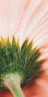 Een close-up van een delicaat roze bloemblad, met glinsterende waterdruppels op het oppervlak.