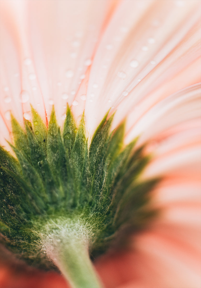 Een close-up van een delicaat roze bloemblad, met glinsterende waterdruppels op het oppervlak.