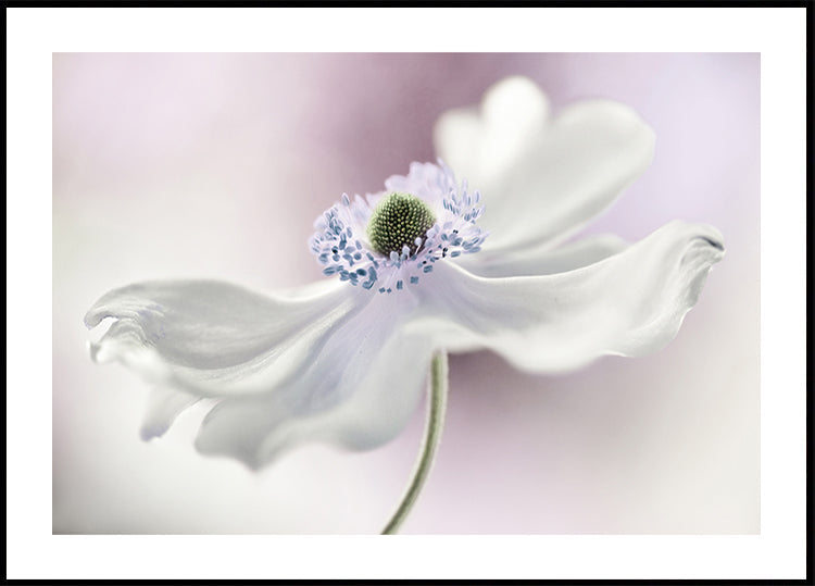 Anemone breeze Plakat - Posterbox