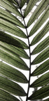Palm Leaves 24 (NEW) - Posterbox