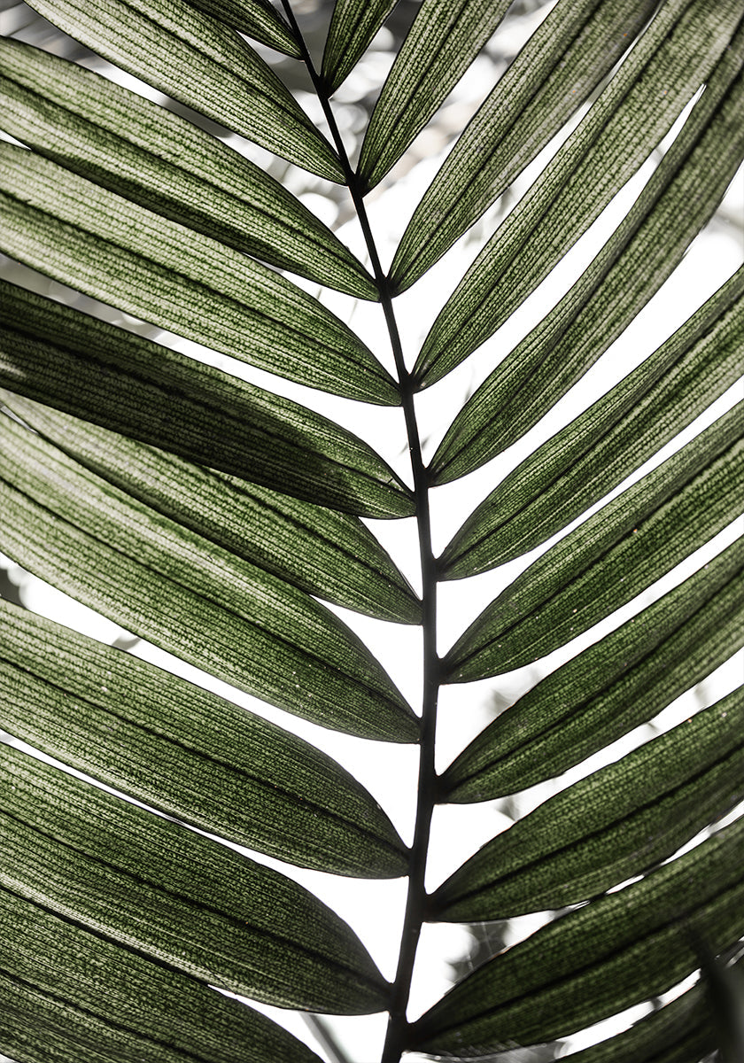 Palm Leaves 24 (NEW) - Posterbox