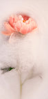 Frothy petal #1 (NEW) - Posterbox