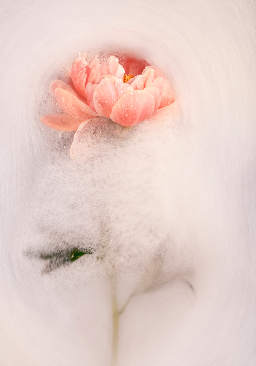 Frothy petal #1 (NEW) - Posterbox