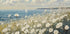 Wild Flowers Field (NEW) - Posterbox