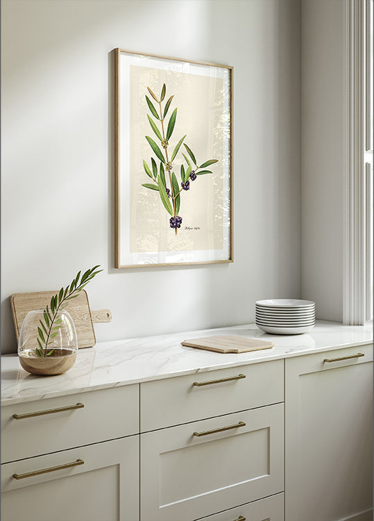 Plantkunde Phillyrea Latifolia Poster