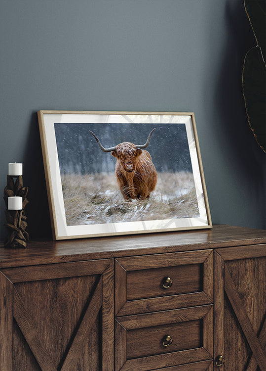 Besneeuwde Highland-koe