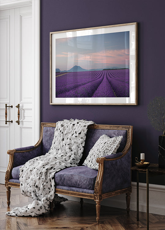Lavendel veld