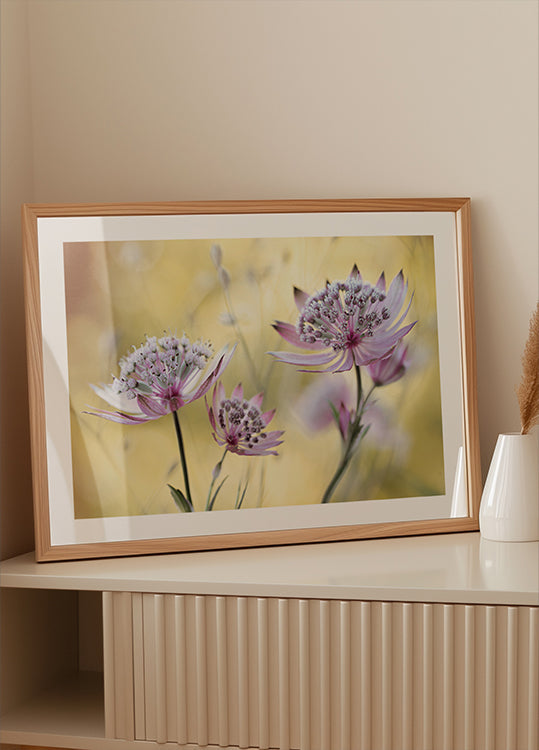 Grote poster van Astrantia