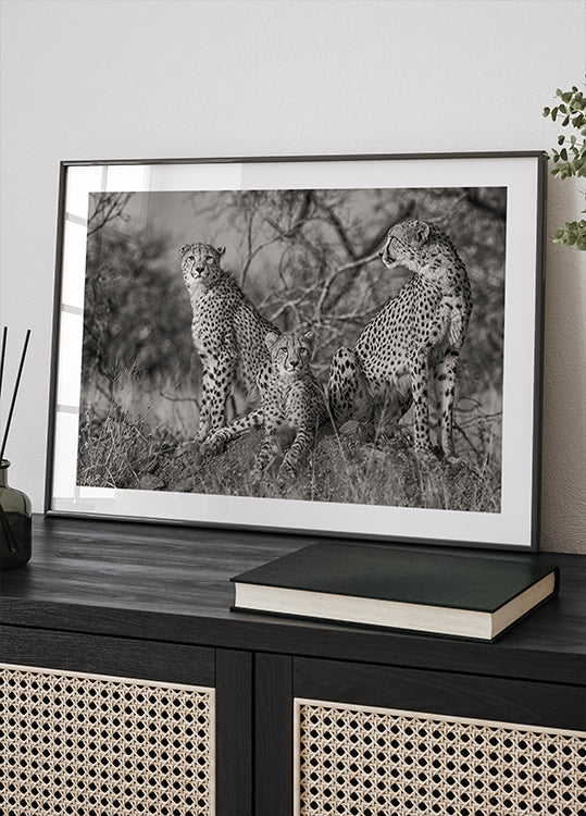 Drie katten-poster