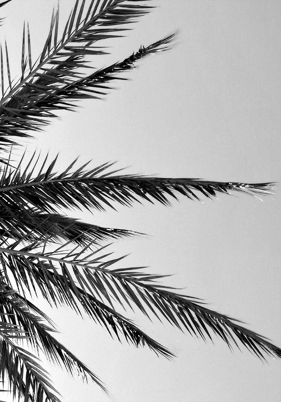 Palm Leaves Plakat - Posterbox.dk