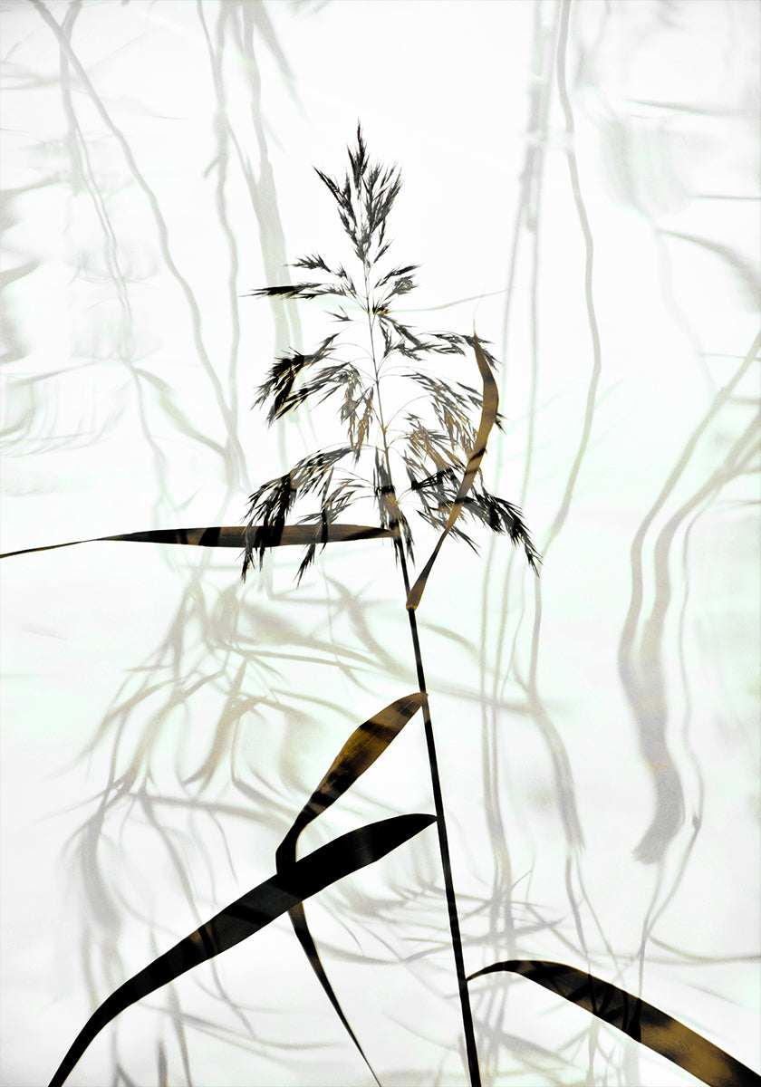 Riet-poster