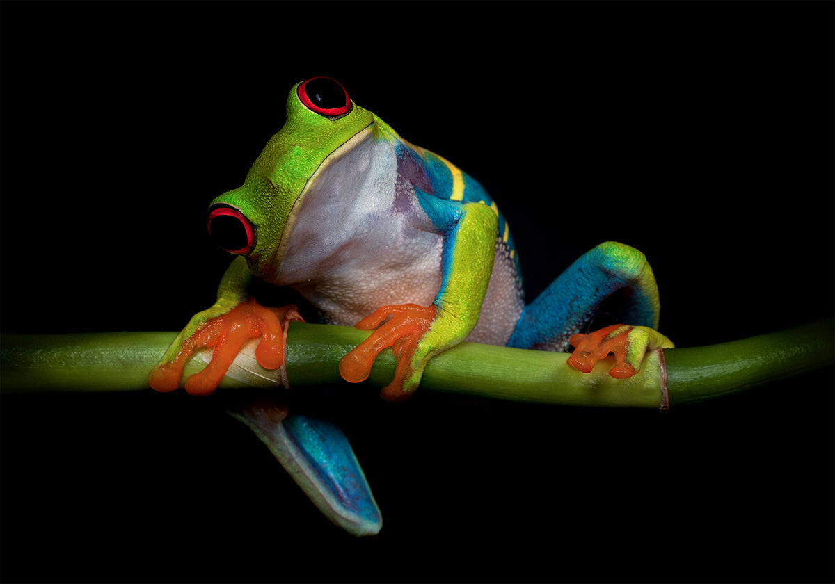 Nieuwsgierigheid-poster