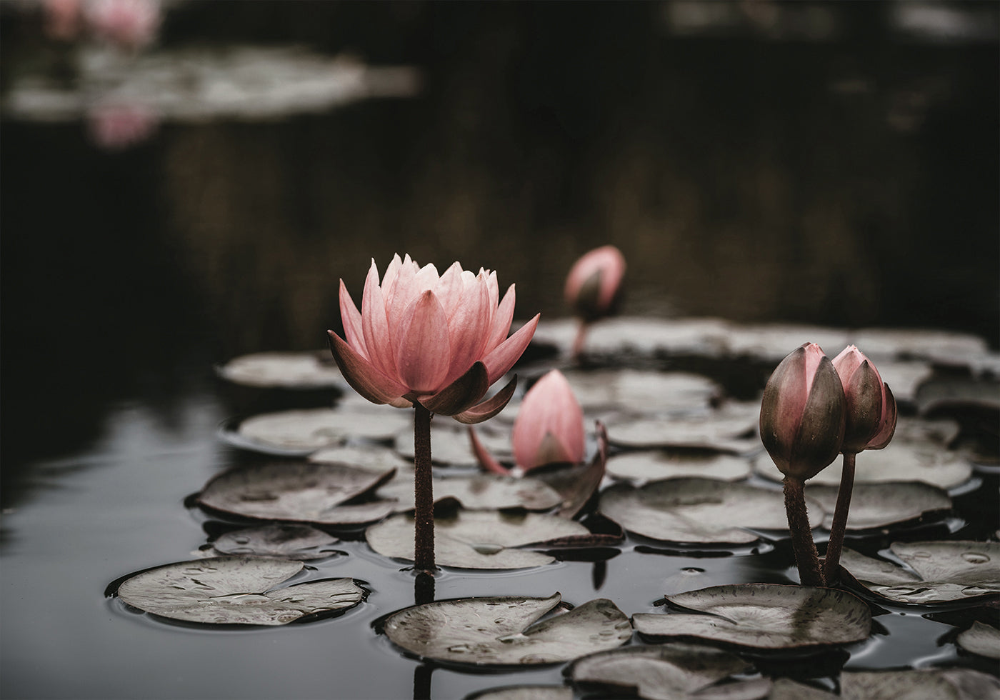 Pink Lotus Flowers Plakat - Posterbox.dk