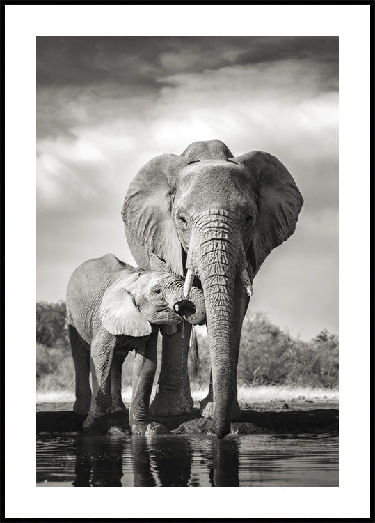 Elephant Family Plakat - Posterbox.dk