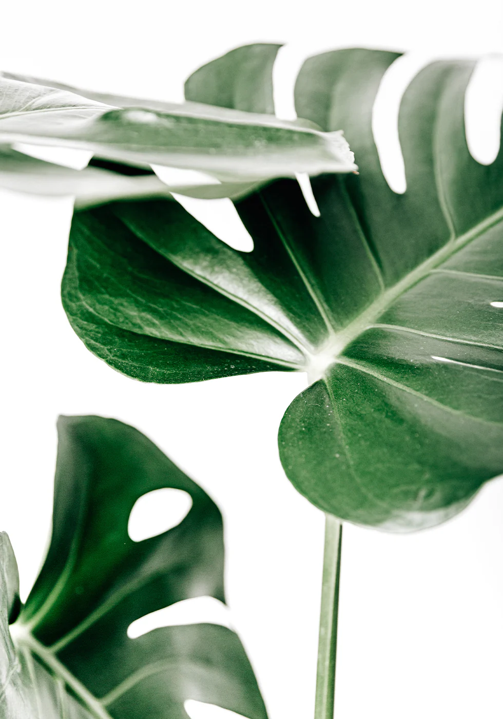 Monstera Bladeren Poster - Posterbox.dk