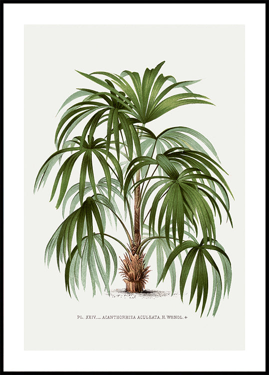 Vintage Palm Tree No. 1 Plakat - Posterbox.dk