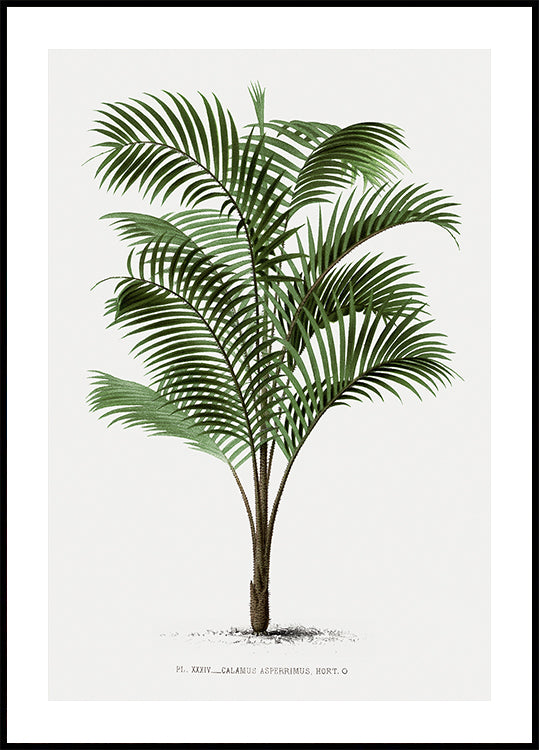 Vintage Palm Tree No. 2 Plakat - Posterbox.dk